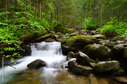 Mountain river in the green forest