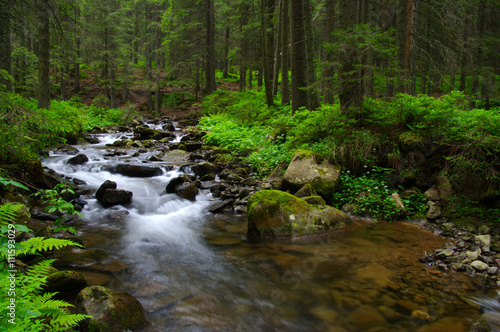  Stream in the wood