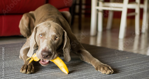 cane scimmia
