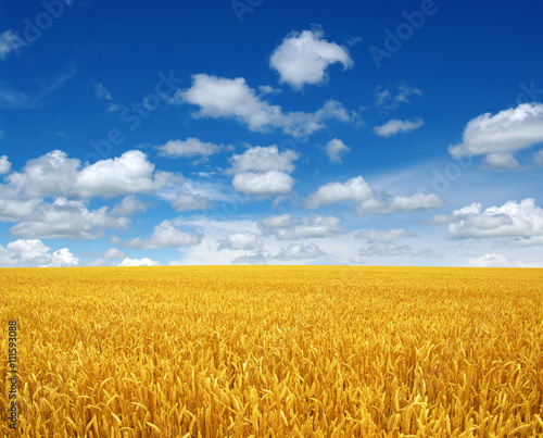 wheat field and sky