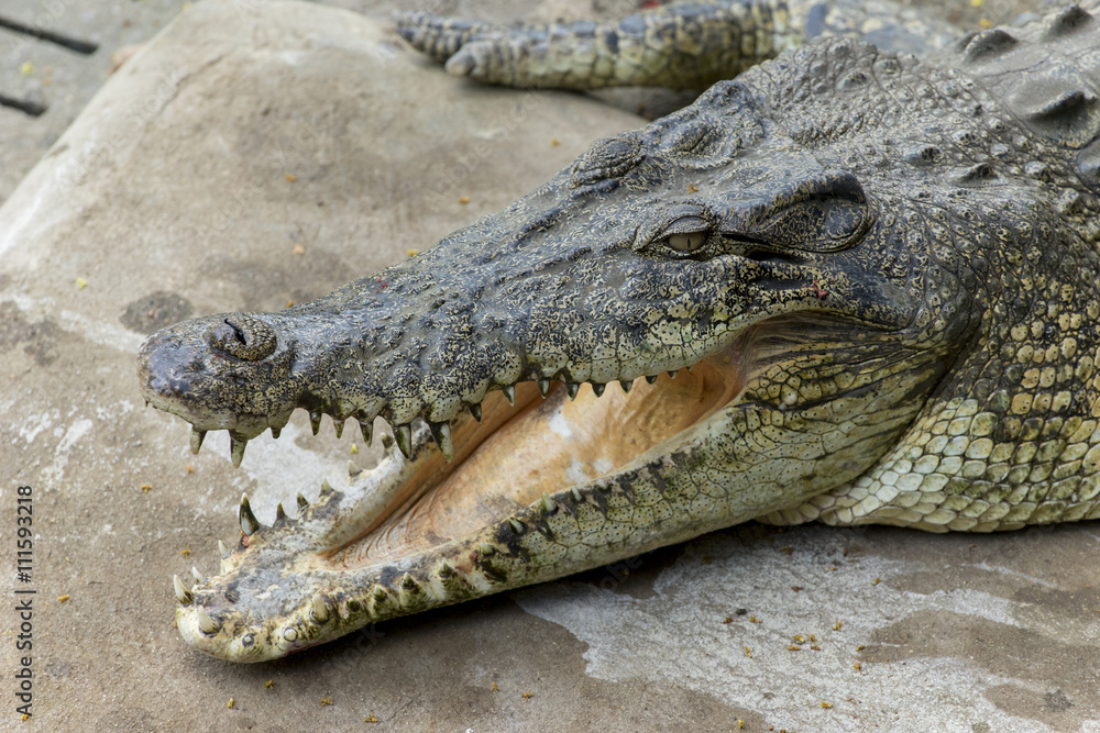 Fototapeta premium Wide openned crocodile mouth in the farm.