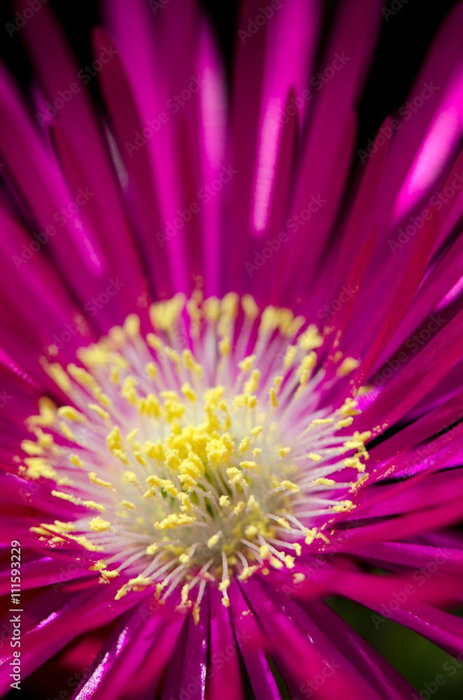 Macro shot of a single ice plant flower Macro shot of a single ice plant flower