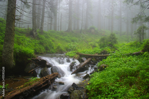 Creek in the woods