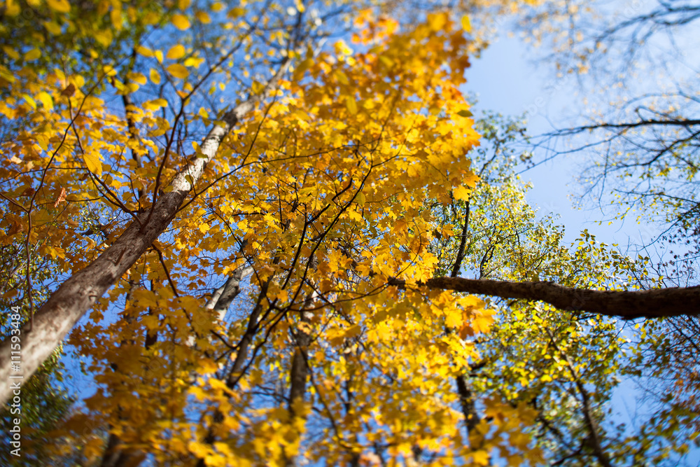 view of autumn leaves. view of autumn leaves.