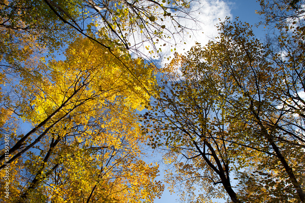 low angle view of autumn trees.