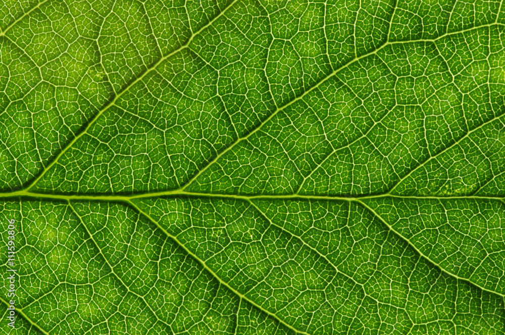 green leaf texture green leaf texture