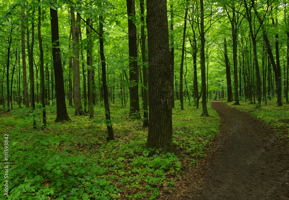 green forest