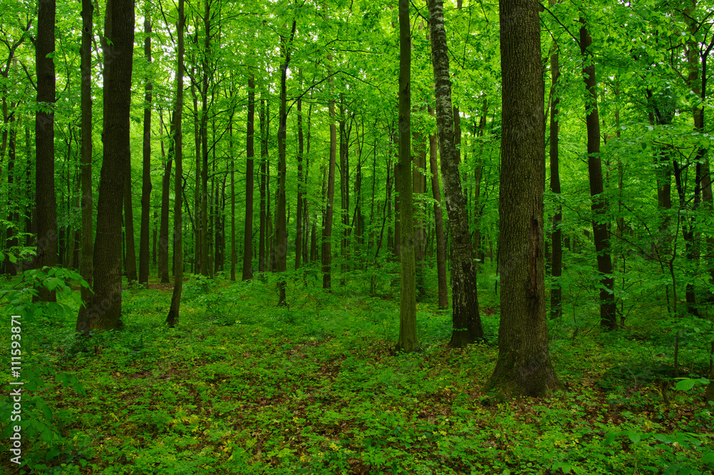 Naklejka premium beautiful green forest