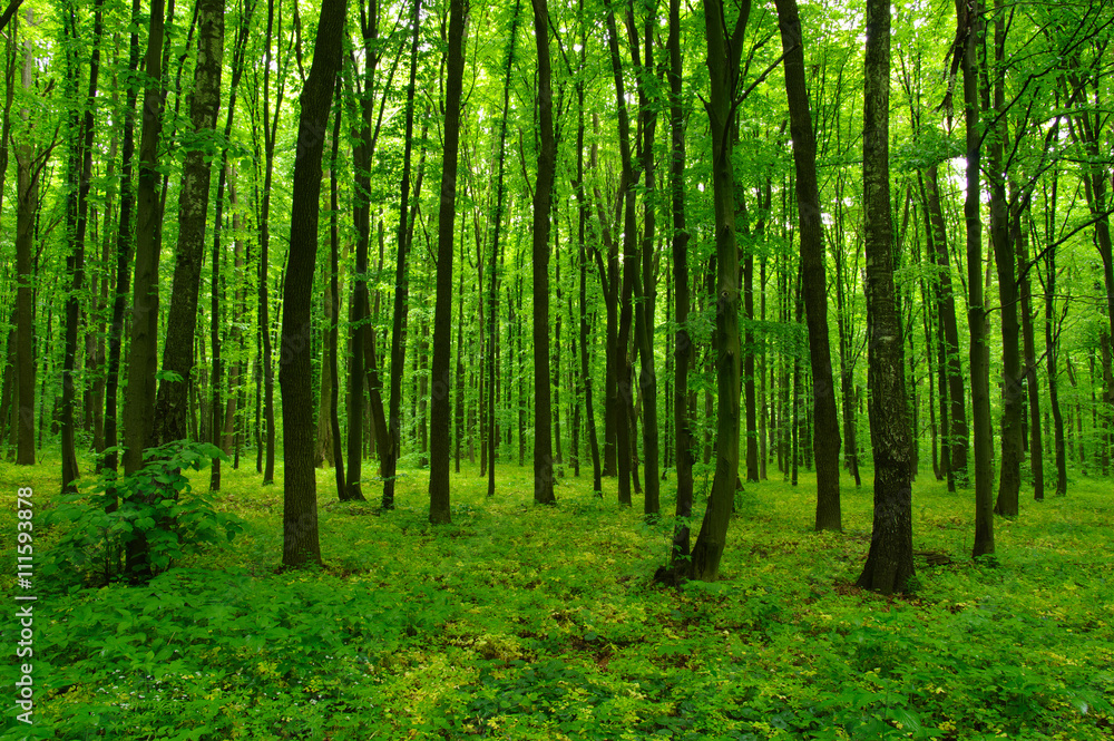 beautiful green forest beautiful green forest