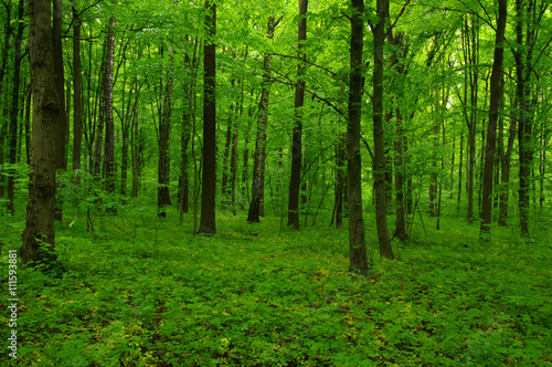 beautiful green forest