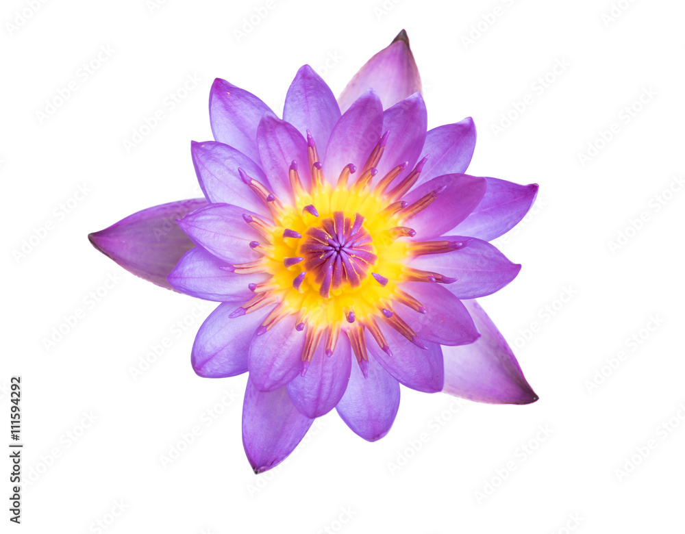 Pink Lotus flowers blooming Pink Lotus flowers blooming