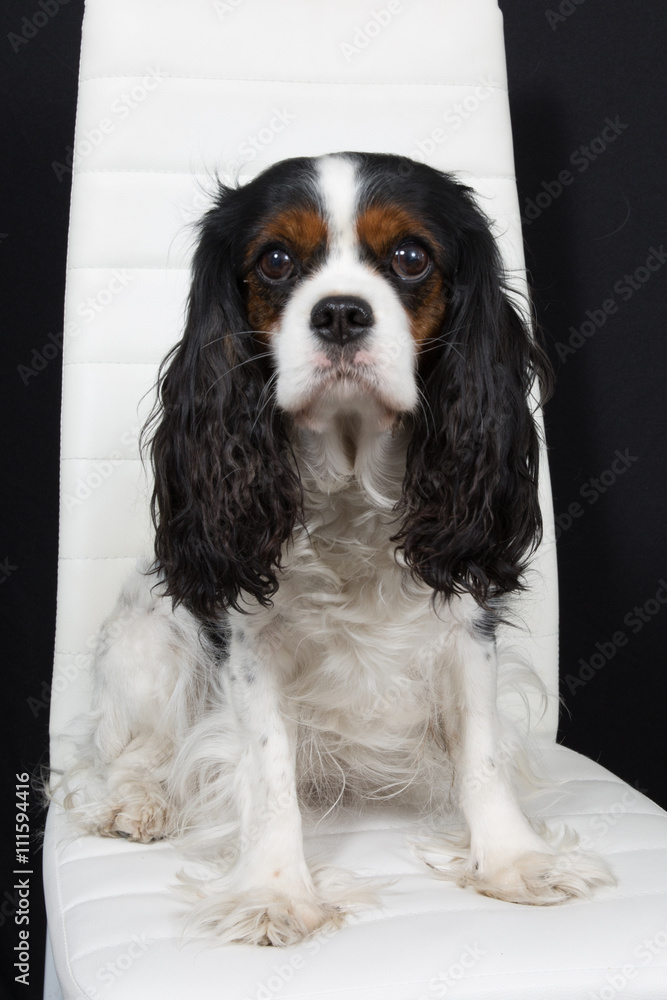 Beautiful Cavalier King Charles Spaniel dog posing at a dog show