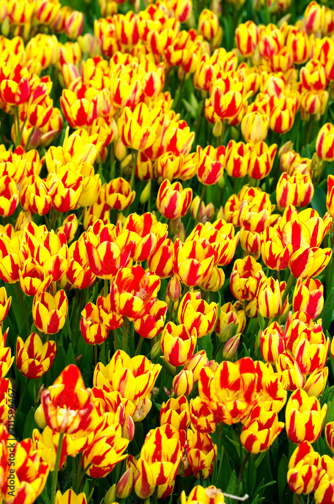 Obraz premium Red and yellow tulips