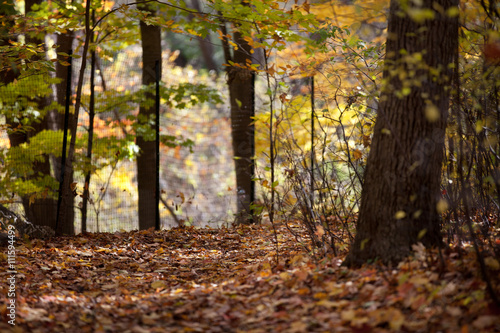 autumn trees.