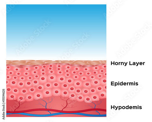skin background vector , skin anatomy