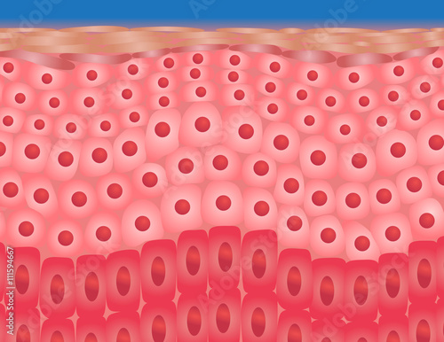 skin background vector , skin anatomy