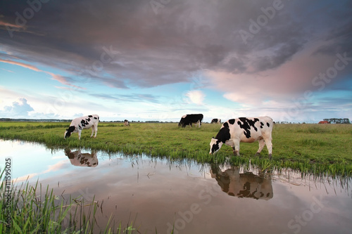 cows on pasture by river at sunset
