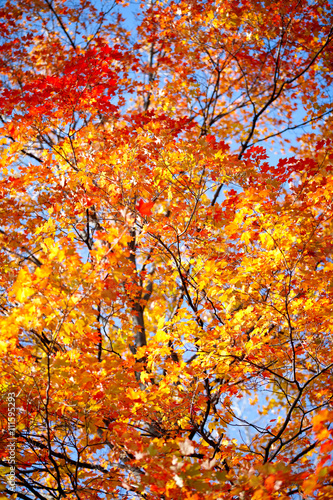 image of autumn trees. © Dan Kosmayer