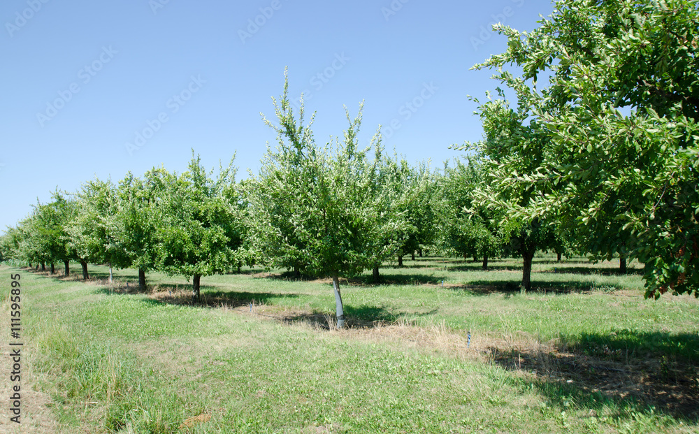 Orchard of plum trees in France
