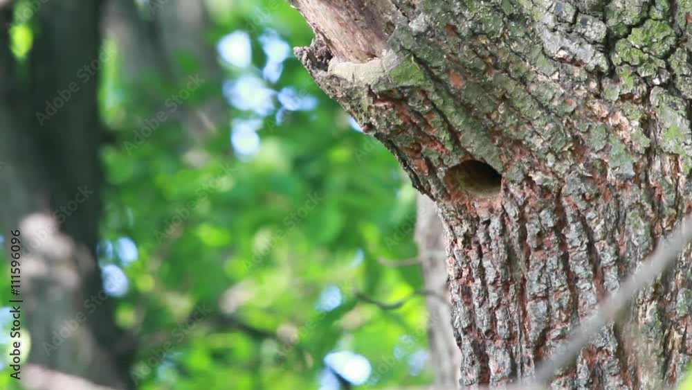 nest a woodpecker in an oak in the wood nest a woodpecker in an oak in the wood
