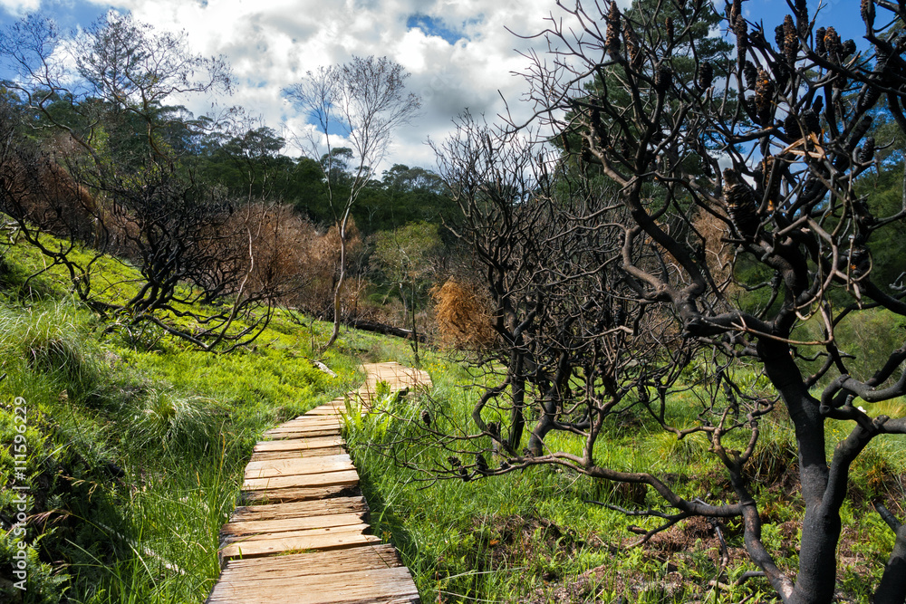 Obraz premium Wooden path in Charles Darwin walk. Blue Mountains national park