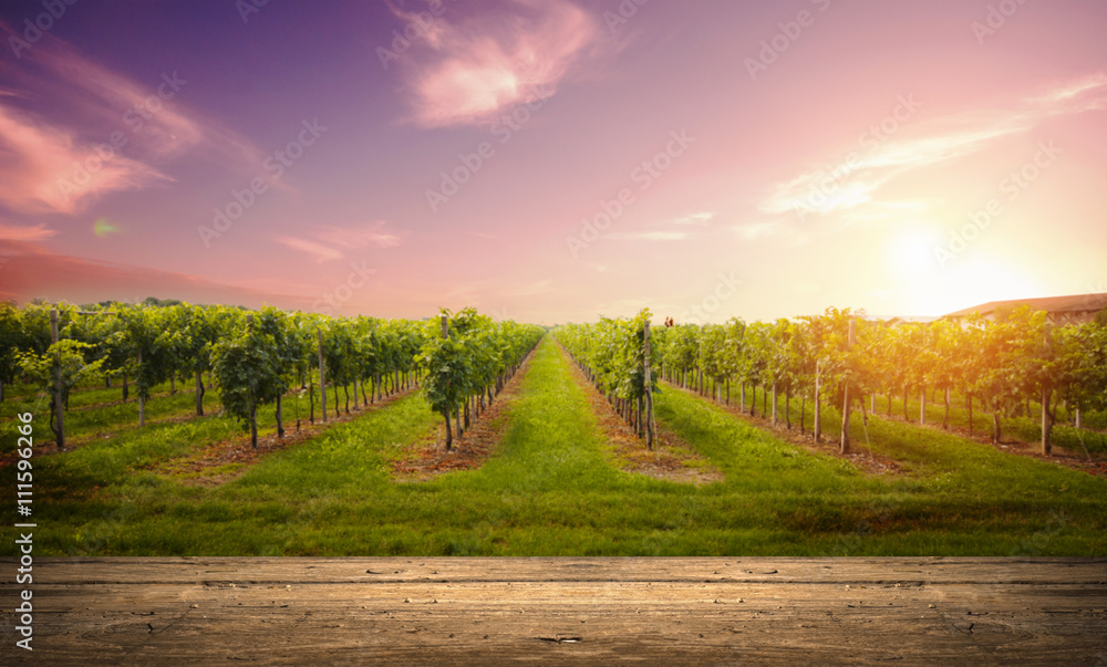 Red wine with barrel on vineyard in green Tuscany, Italy Red wine with barrel on vineyard in green Tuscany, Italy