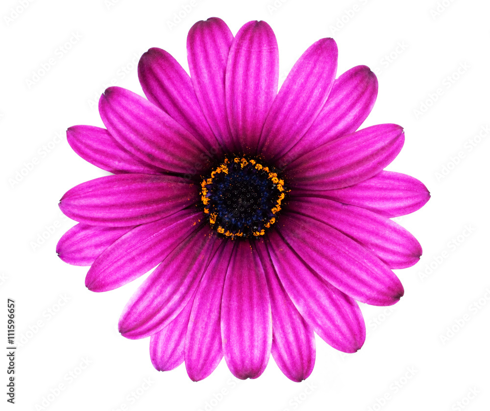 Purple daisy isolated on white background Purple daisy isolated on white background