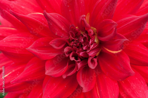 Fototapeta Naklejka Na Ścianę i Meble -  Close up of a red dahlia flower
