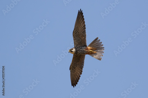 Hobby  Falco subbuteo  in flight against a blue sky