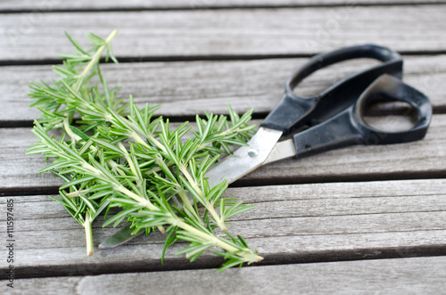 Freshly picked sprig of rosemary on the garden table with scissors