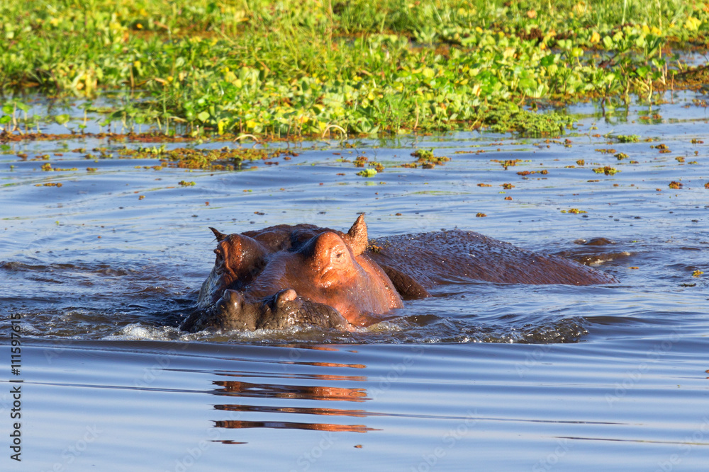 Hippopotamus showing over the waters of Lake Naivasha, Kenya