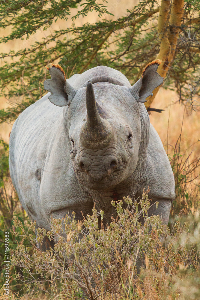 Fototapeta premium Portait of black rhino in Nakuru Park in Kenya during the dry season.