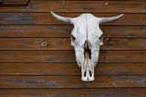 cow skull hanging on the wall