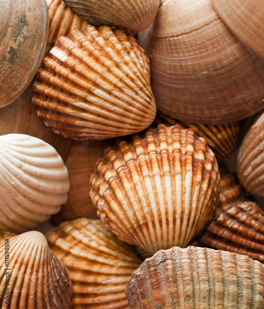 Close up of a group of clam shells Close up of a group of clam shells