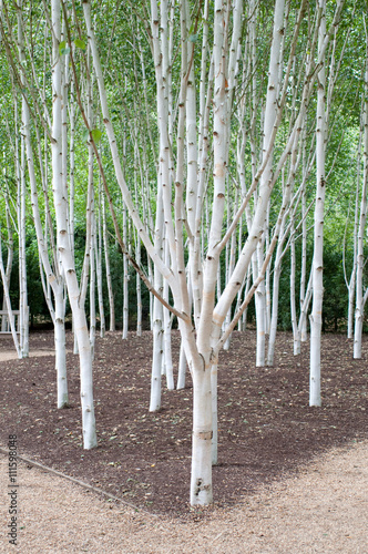 Obraz na plátně group of silver birch trees
