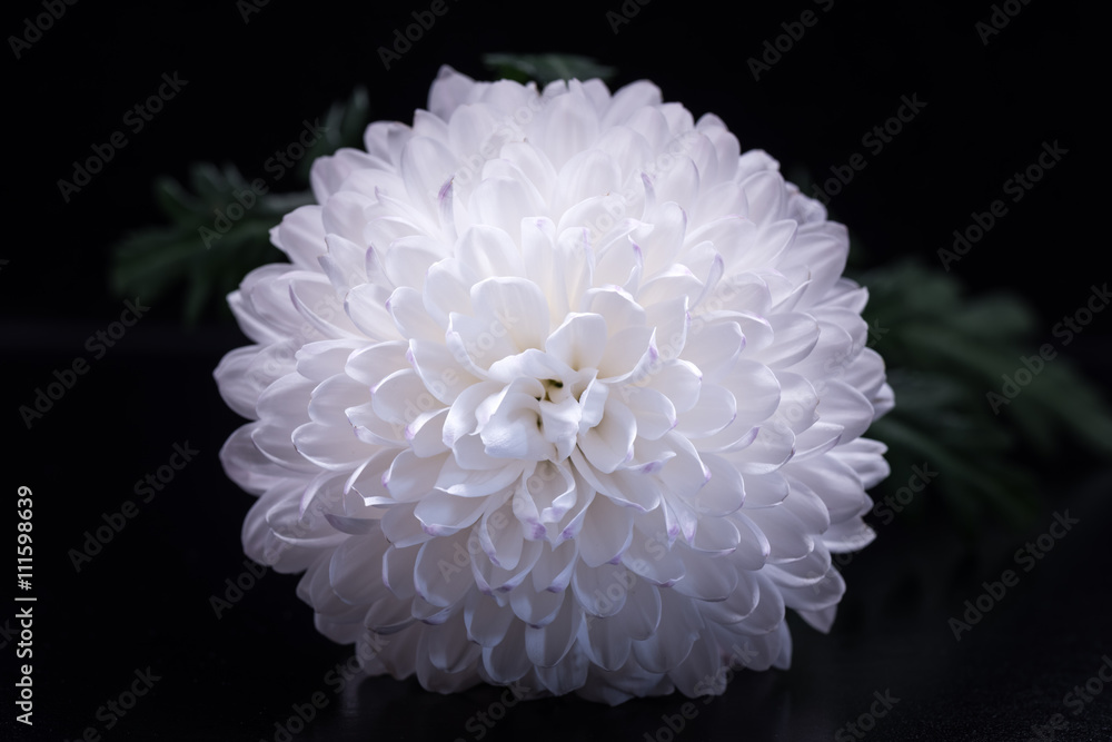 Chrysanthemum, flower, close-up, macro.