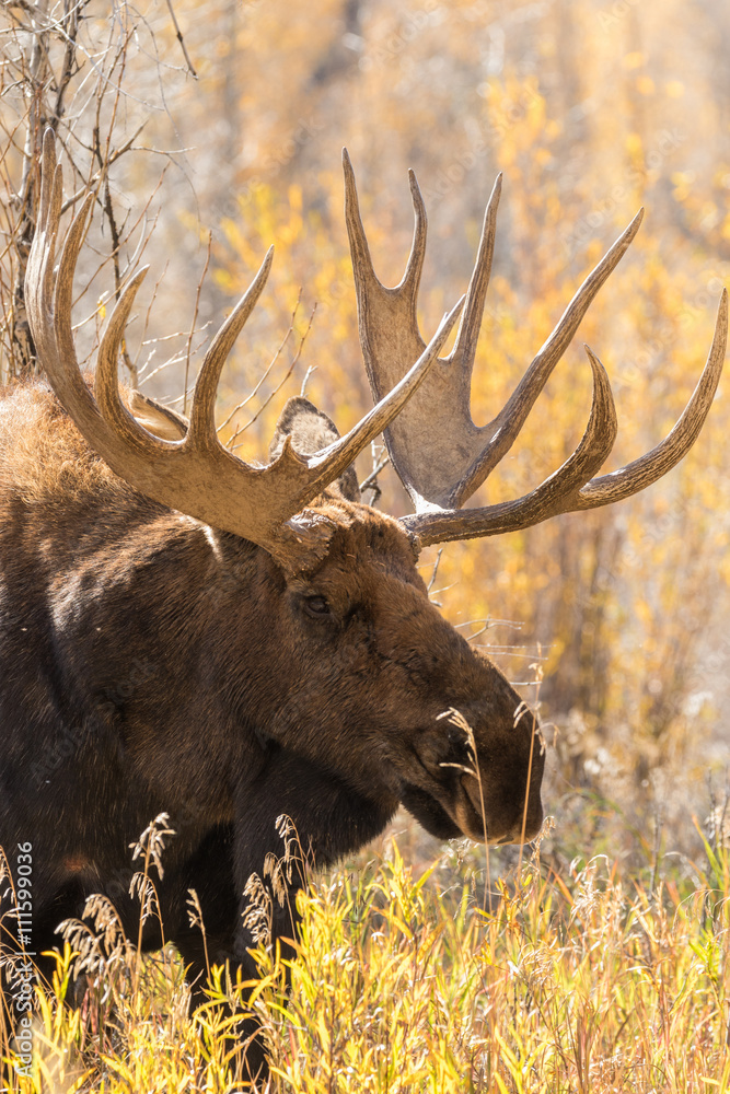 Obraz premium Bull Moose in Autumn