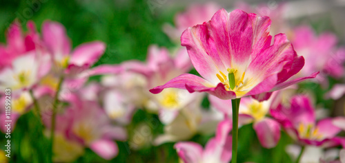 Pink tulips background.