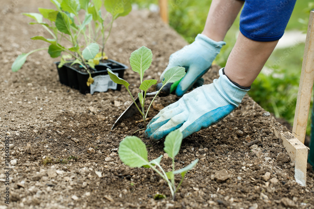 Gardener planting, plowing the broccoli seedlings in