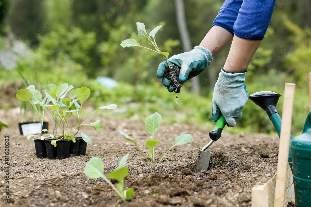 Gardener planting, plowing the broccoli seedlings in