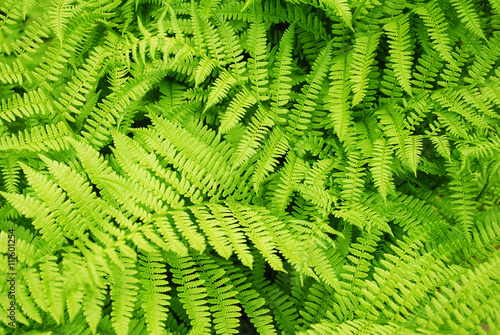 Background of a Green Summer Fern