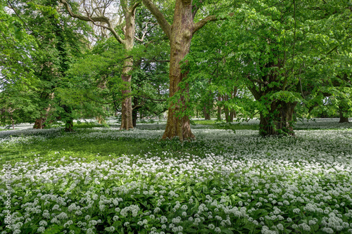 Bärlauch - Allium ursinum