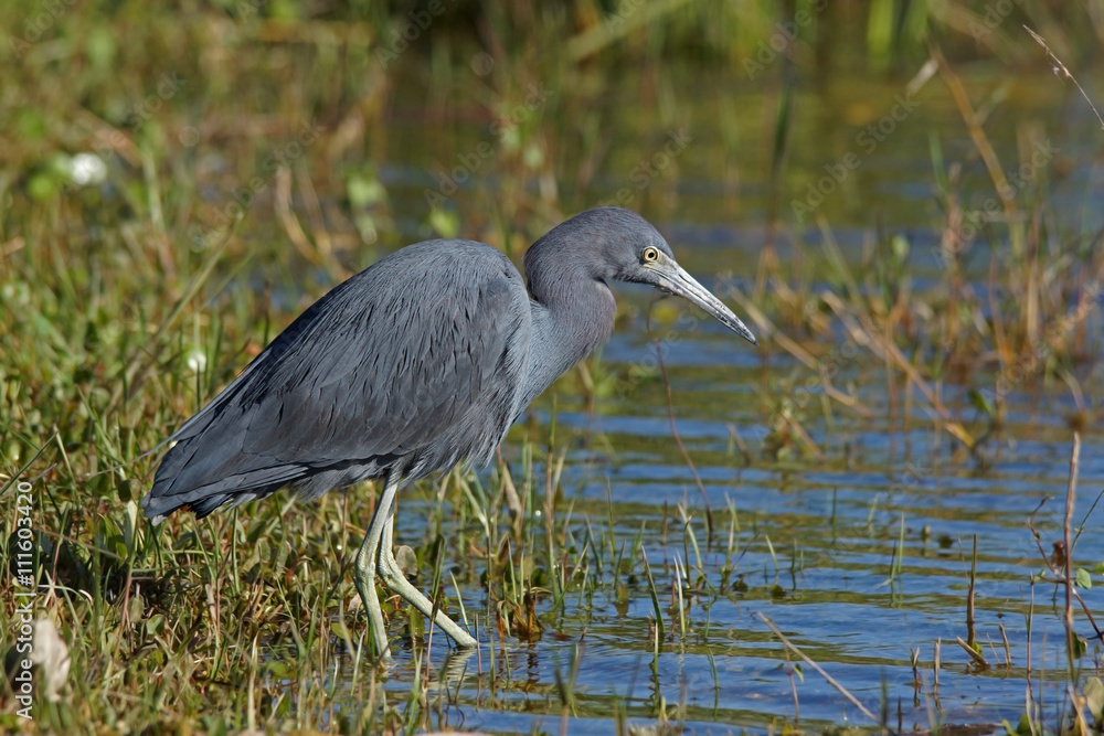 Fototapeta premium Blaureiher - [Egretta caerulea]