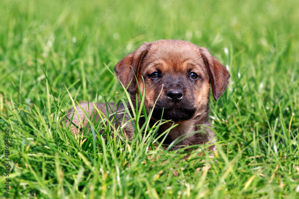 Puppy in the grass

