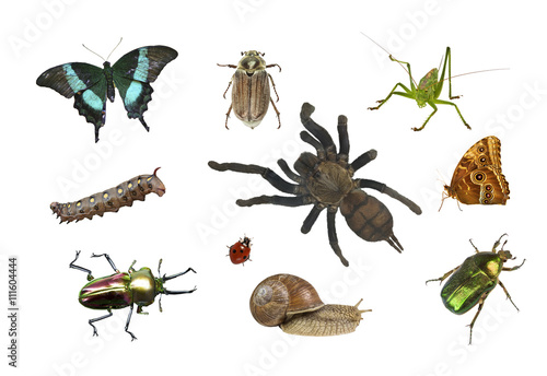 collage of different insects on white background isolated