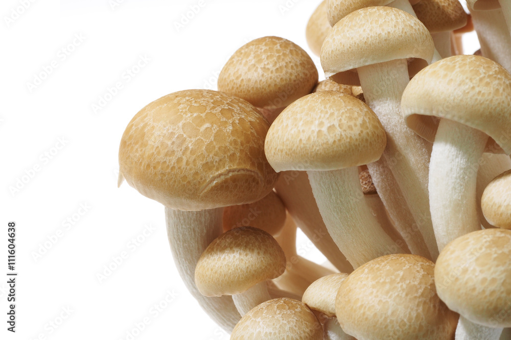 shimeji mushrooms isolated on white background shimeji mushrooms isolated on white background