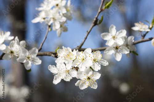 blackthorn - Prunus spinosa flowers photo