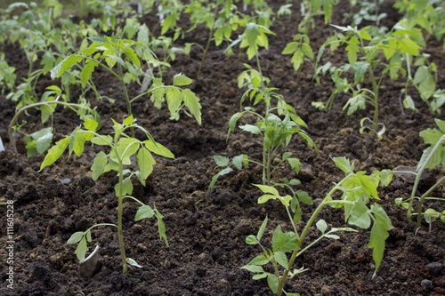 tomato seeding (plants) in garden bed