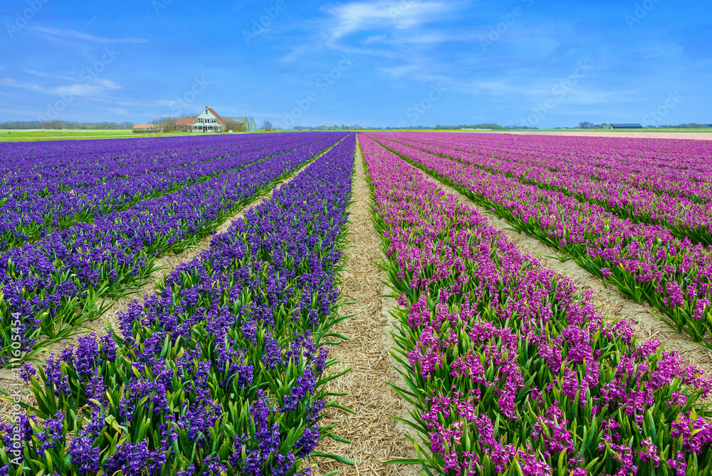 Naklejka premium Hyacinth field on Texel
