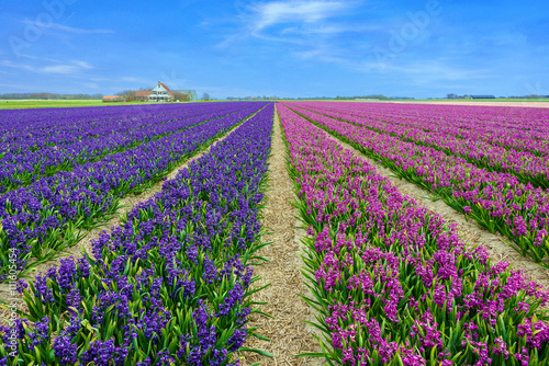 Hyacinth field on Texel